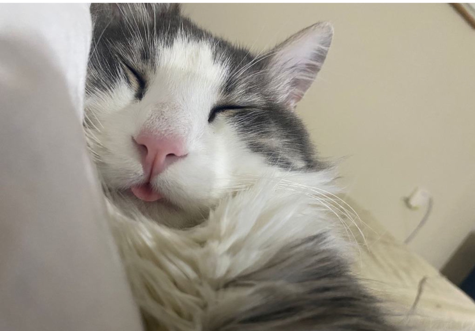 Pecorino, a grey and white cat, half asleep